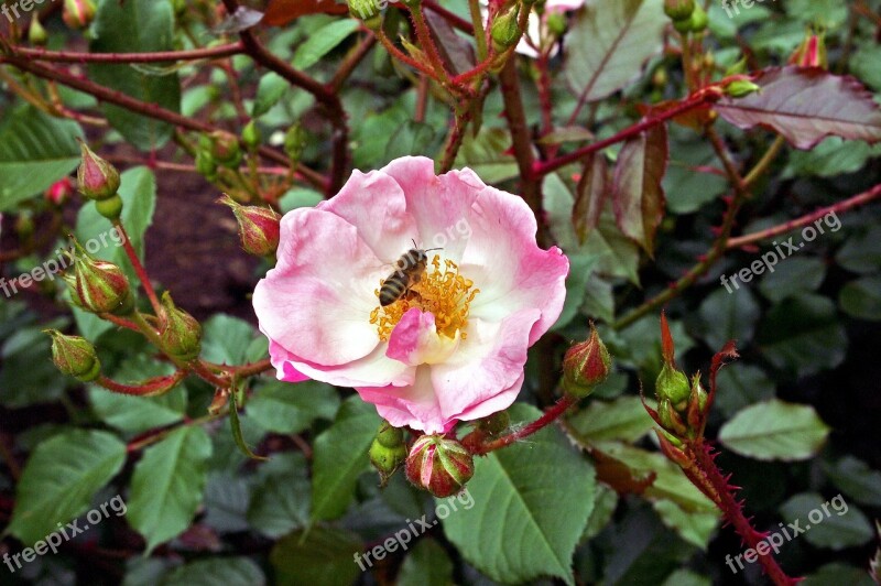 Flower Plant Dog-rose Honeybee Rose