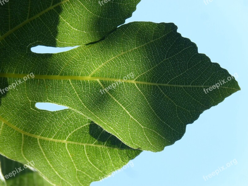 Leaf Backlight Translucent Fig Tree Ramifications