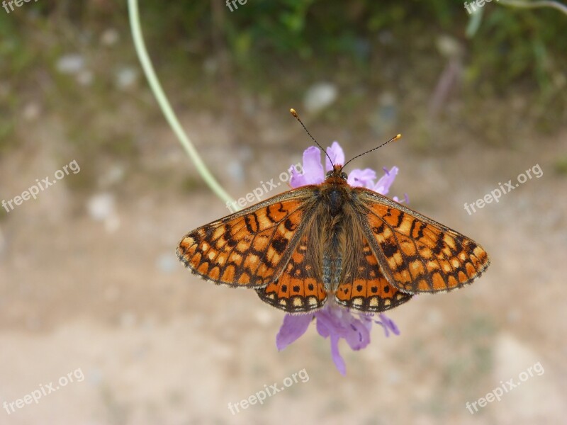 Butterfly Damero Knapweed Melitaea Phoebe Orange Butterfly Libar