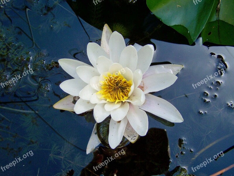 Lake Rose Fairy Rose Aquatic Plant White Flower Free Photos