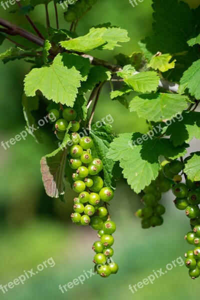 Currants Immature Green Green Currants Spring