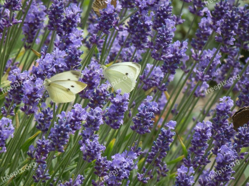 Butterfly Cabbage White Flowers Flower Violet