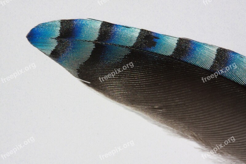 Feather Jay Bird Bird Feather Close Up