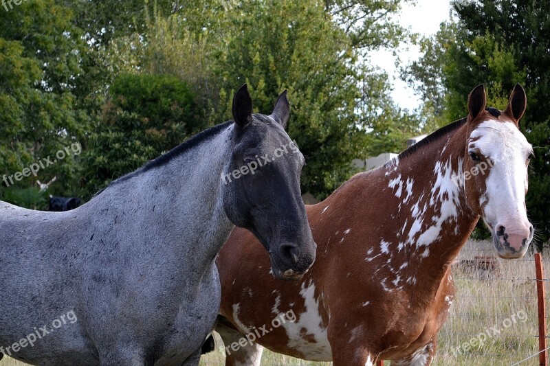 Horses Fellow Equine Animals Four Legged