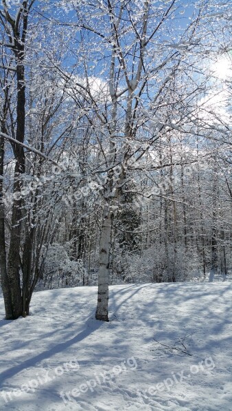 Fresh Snow Winter Morning Silence Free Photos