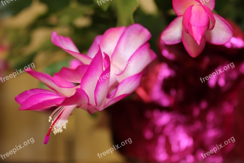 Christmas Cactus Flowering Cactus Flower Free Photos