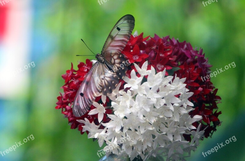 Butterfly Flowers Red Flowers White Flowers Spring