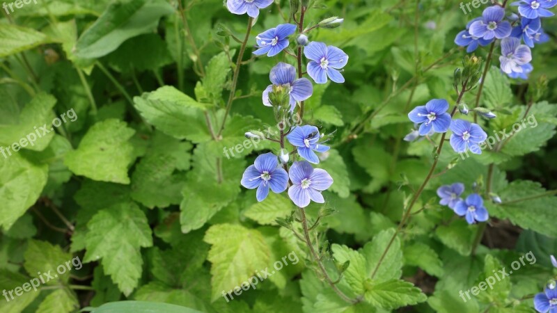 Flower Flowers Plant Nature Blue