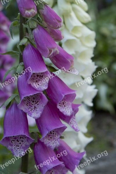 Foxglove Foxgloves Flower Purple White