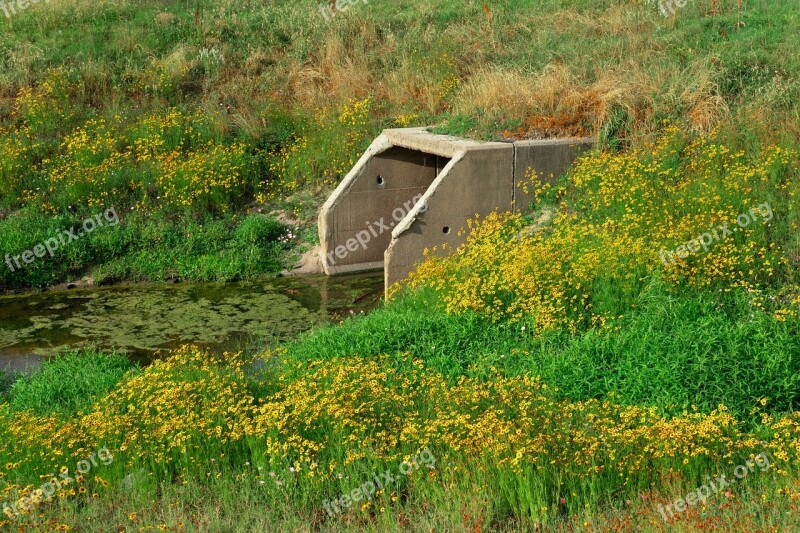 Sewage Pipe Wild Flowers Wastewater Stream Brook