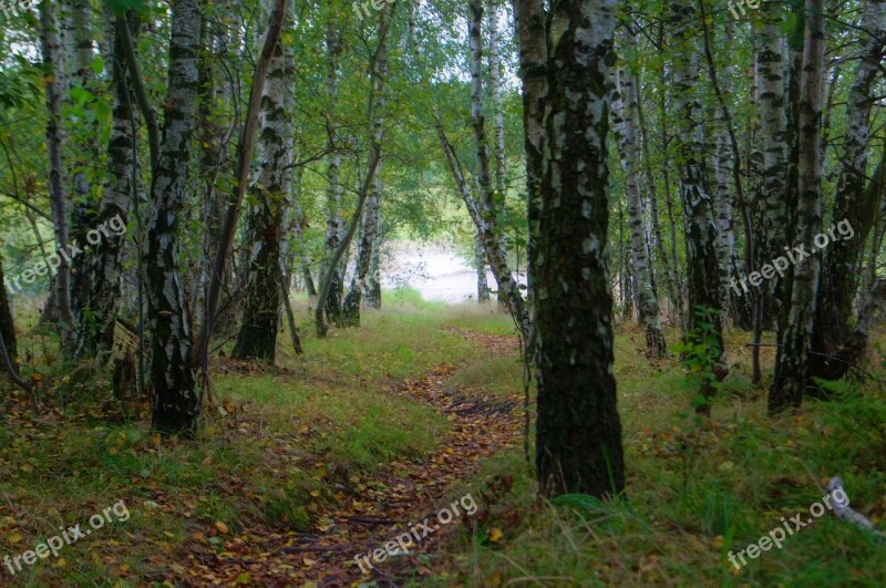 Away Path Forest Tree Birch