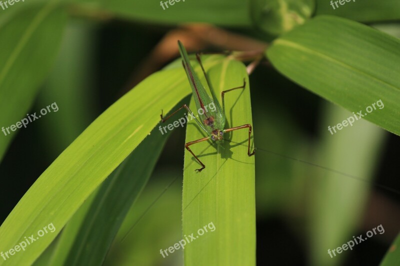 The Chi Grasshopper Pool Insects Plants