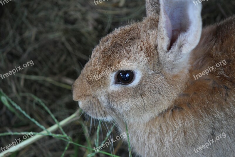 Rabbit Animal Cute Wild Biology