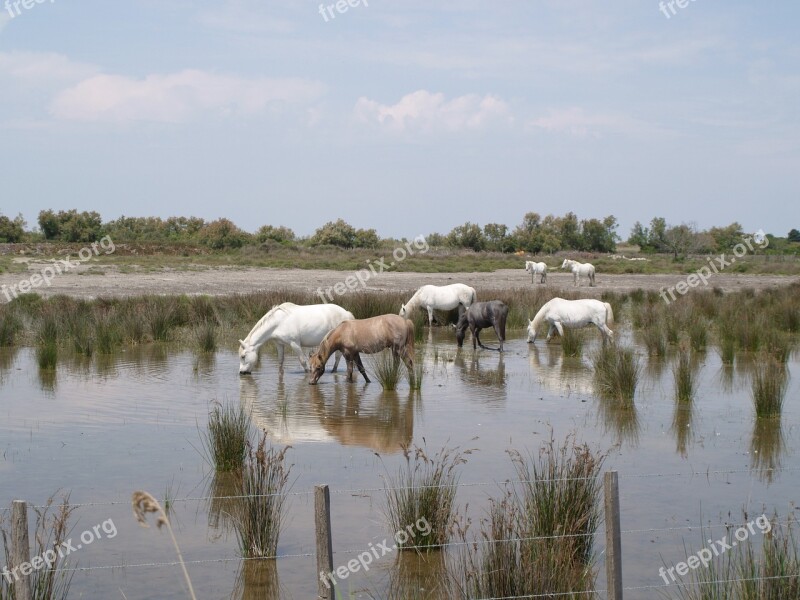 Horses Camargue Water Camargue Horse Horse