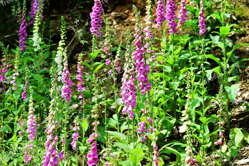 Forest Thimble Giftplanze Wild Flowers Edge Of The Woods