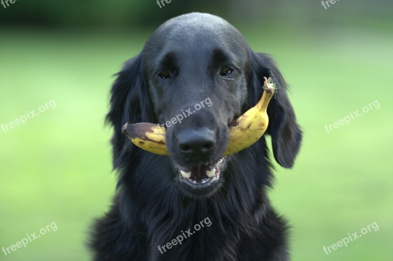 Flatcoated Retriever Dog Black Banana