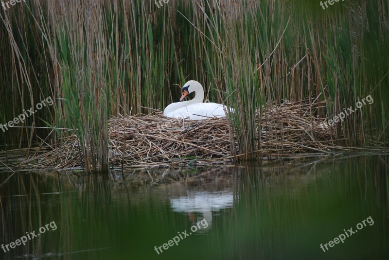 Swan Swan's Nest Breed Sweltering Swan Swans