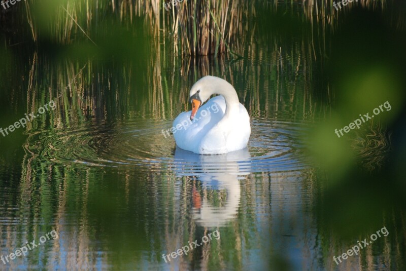 Swan Swan's Nest Breed Swan Eggs Swan Pair