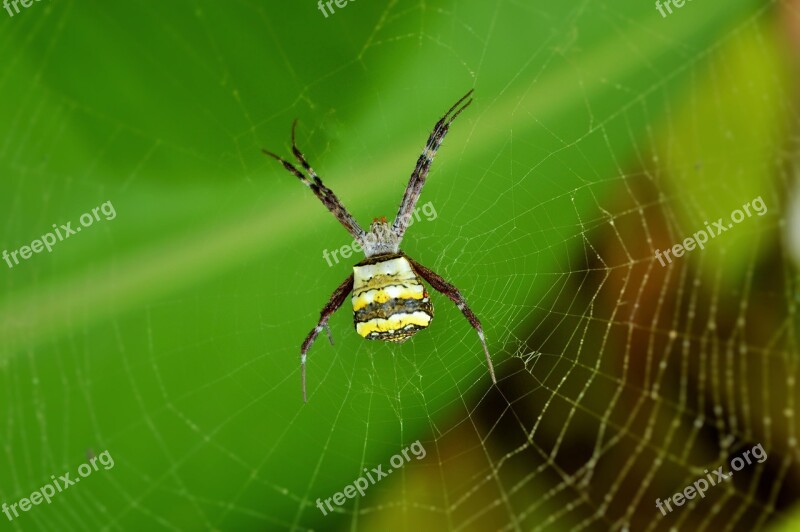 Spider Web Trap Outdoor Natural