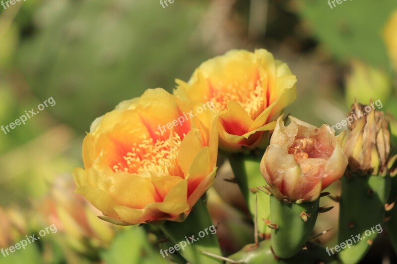 Flowers Cactus Plant Botanical Blooming