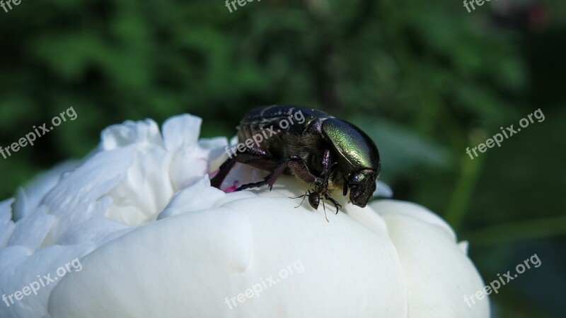 Rose Beetle Ant Beetle Nature Insect