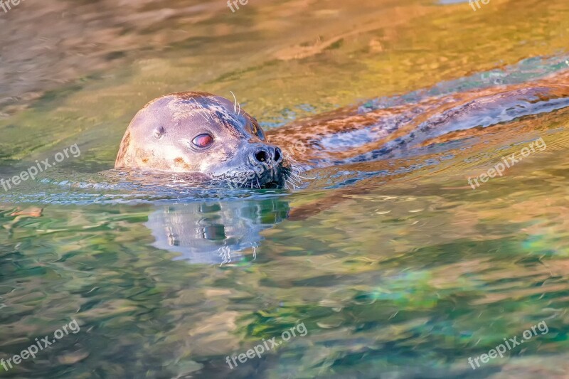 Seal Animal Nature Robbe Meeresbewohner