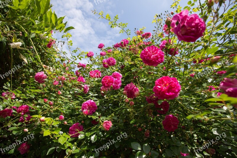 Plants Borders Wisley Garden Roses