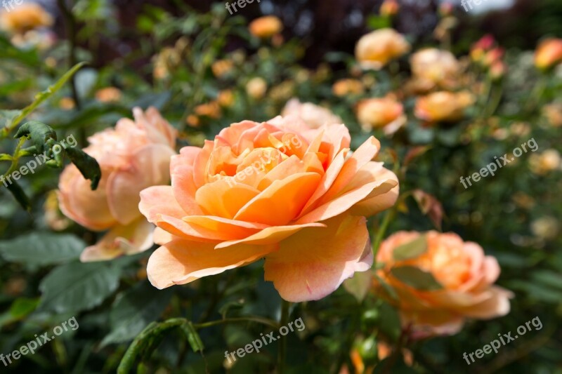 Plants Borders Wisley Garden Roses