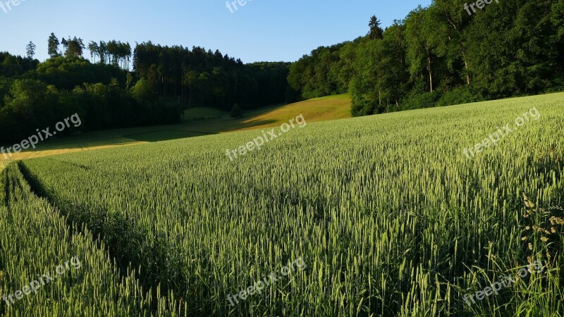 Landscape Agriculture Nature Cornfield Morning Sun