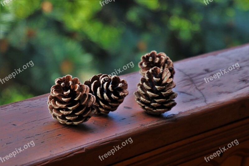 Cones Spruce Cones Seasons Of The Year Sunny Closeup