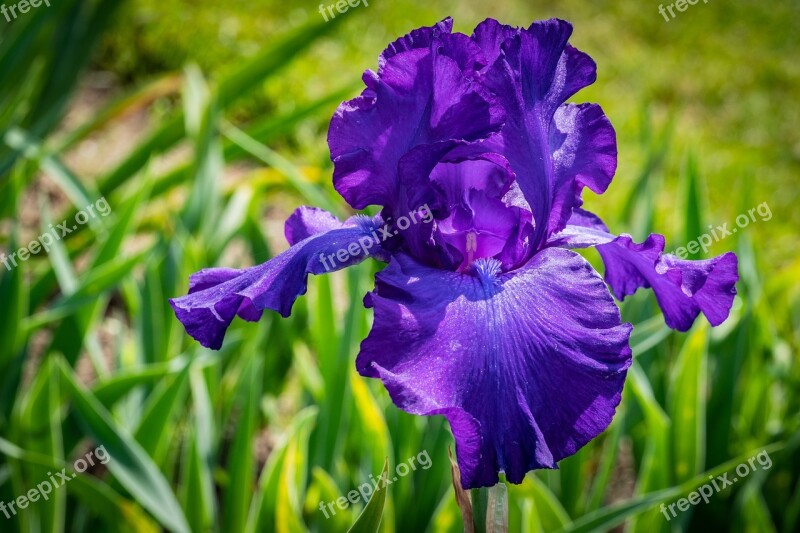 Iris Purple Flower Spring Presby Iris Gardens