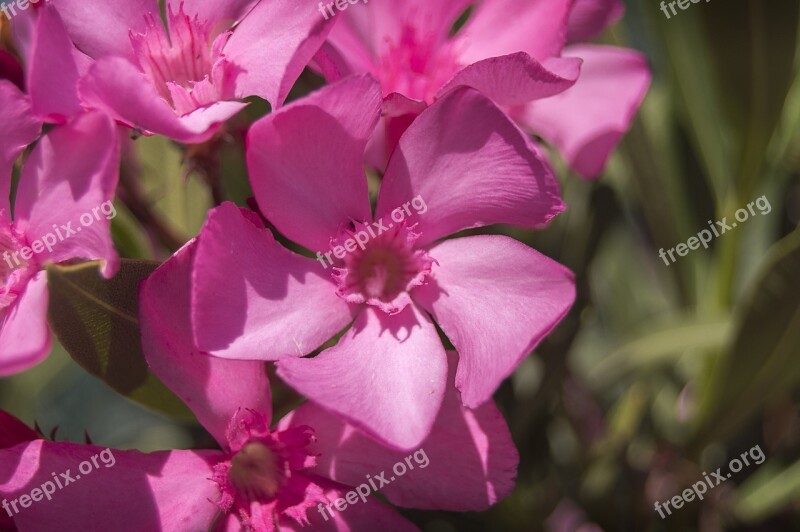 Flower Pink Flower Oleander Pink Flowers Pink Petals