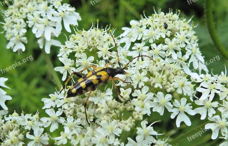 Narrow Bock Longhorn Beetle Four Of Cohesive Beetle Insect