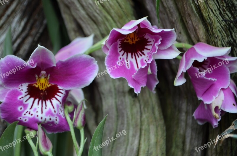 Orchid Blossom Bloom Flower Plant