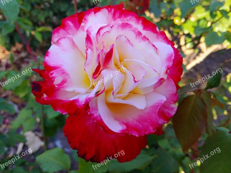 Ornamental Trees Natural Roses Free Photos