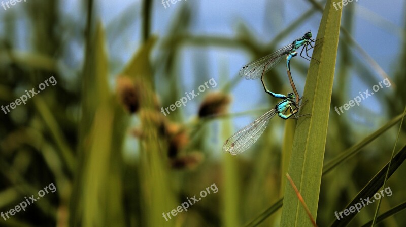 Ważka Blue Nature Green Macro