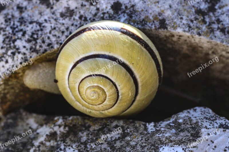 Snail Yellow Snail Snail Shell Animal Molluscs