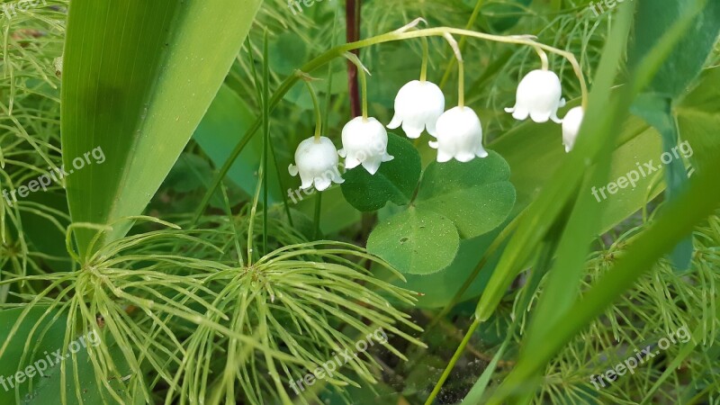 Lily Of The Valley Flower Summer Sweden Nature