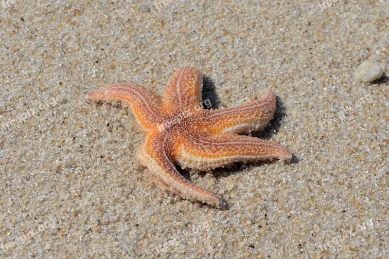 Starfish Sand Beach Sylt Sea