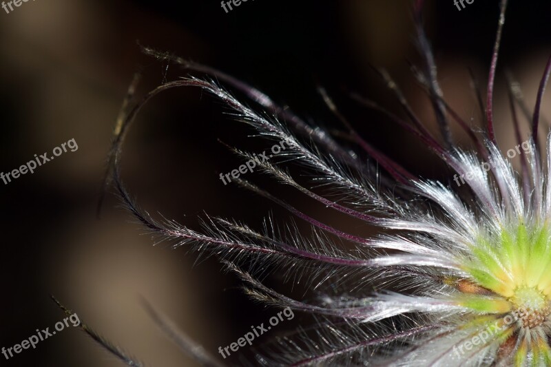 Pasque Flower Close Up Flower Plant Filigree