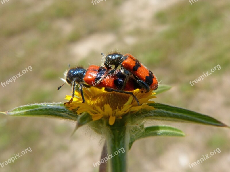 Trichodes Apiarius Coleoptera Beetle Black And Orange Flower