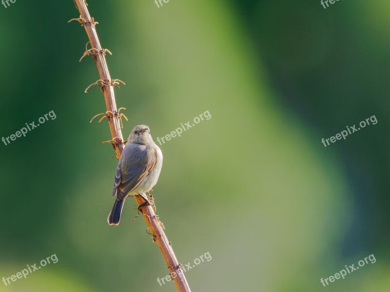 Southern Double-collared Sunbird Sunbird Female Bird Nature