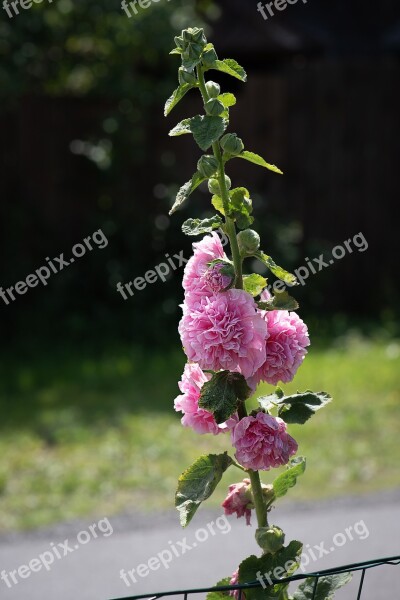 Stock Rose Flower Pink Hollyhock Blossom Bloom