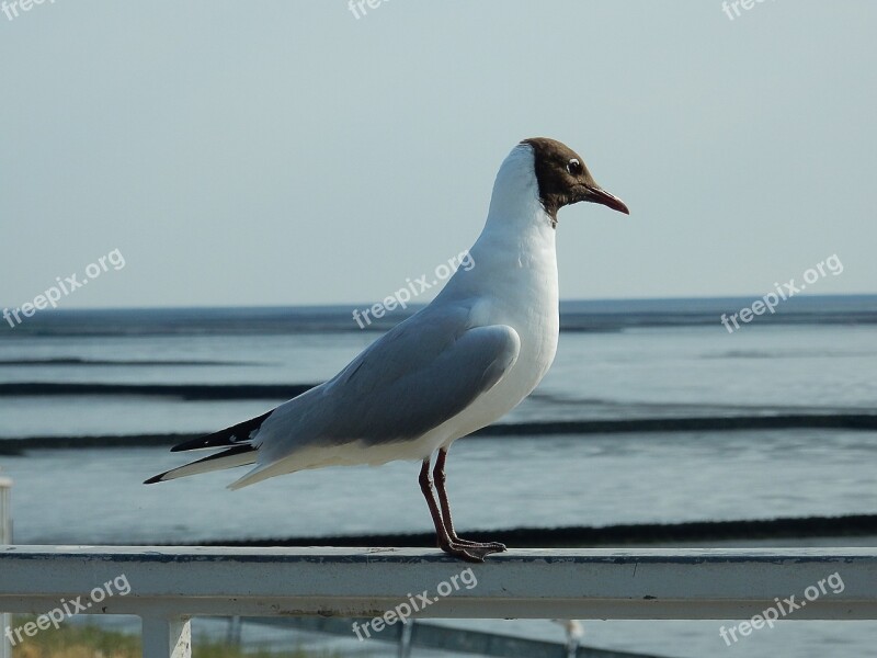 Arctic Tern Tern Bird Water Bird Hatching