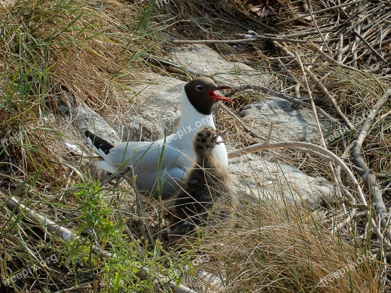 Arctic Tern Chicks Tern Bird Water Bird