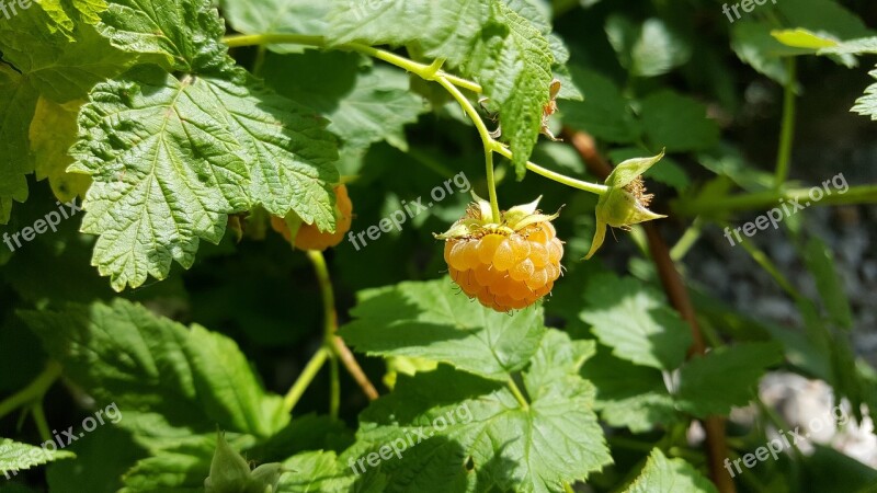 Raspberry Yellow Healthy Free Photos