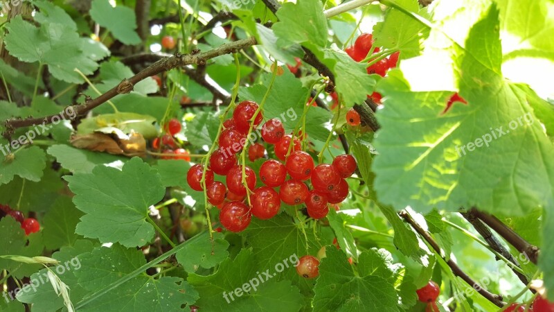 Currant Red Green Healthy Free Photos