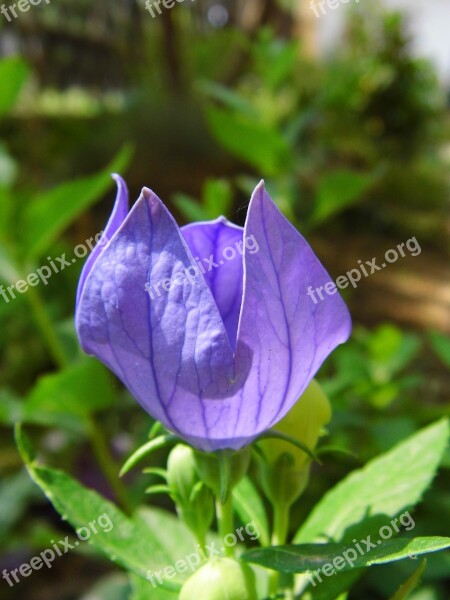 The Chinese Doorbell Balónovník Veľkokvetý Blue Flower Plant Nature