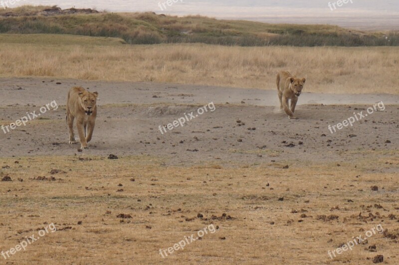 Wilderness Tiger Safari Big Cat Predator