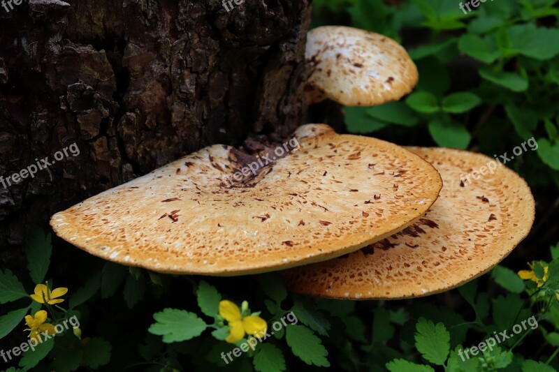 Mushroom Plant Flower Nature Natural